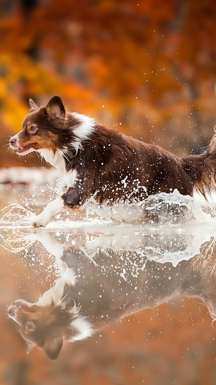 Pies biegnący po wodzie