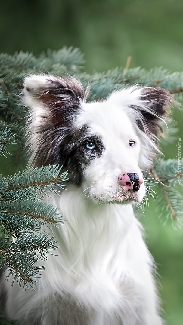 Pies Border collie przy świerku