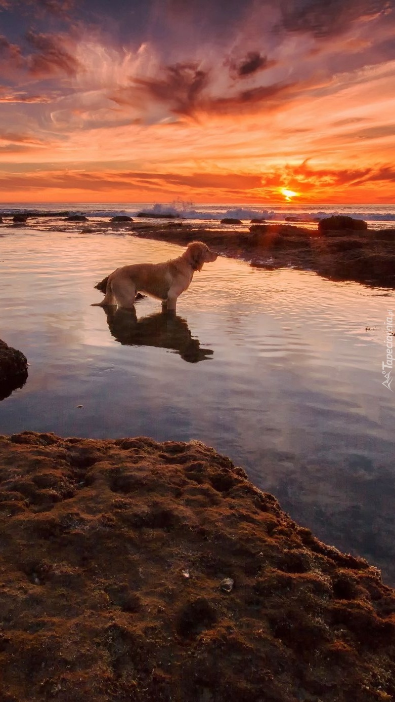Pies chłodzący się w morzu o zachodzie słońca
