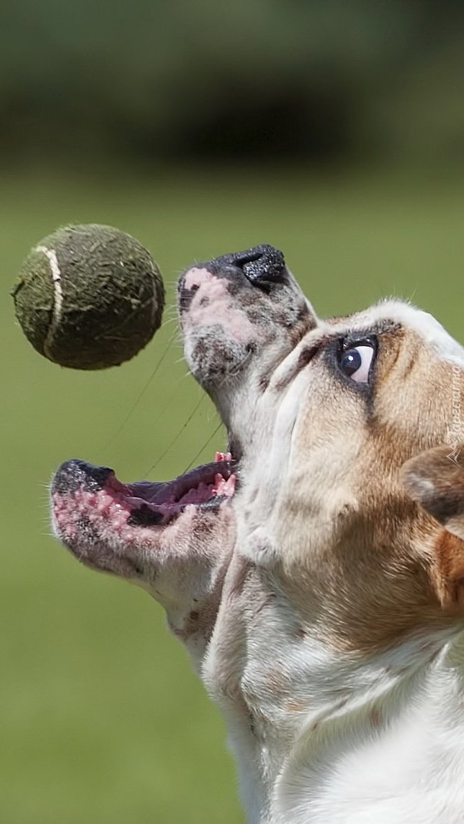 Pies chwytający piłkę