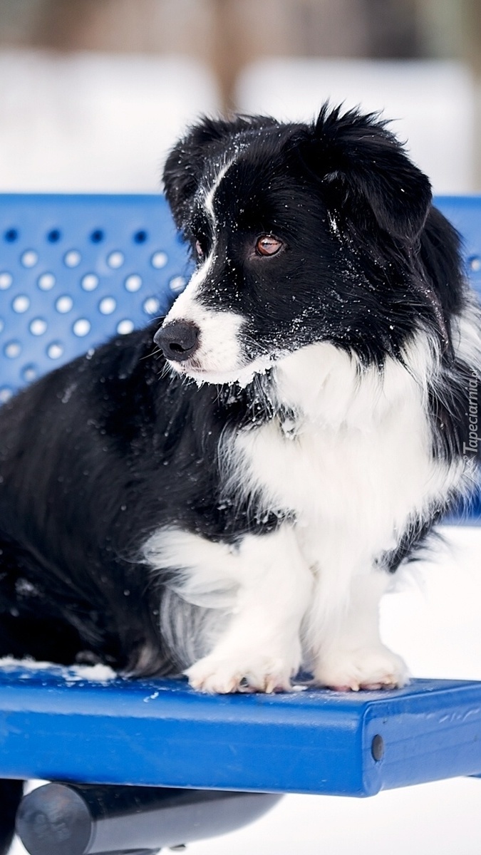 Pies korzystający z ławki zimową porą