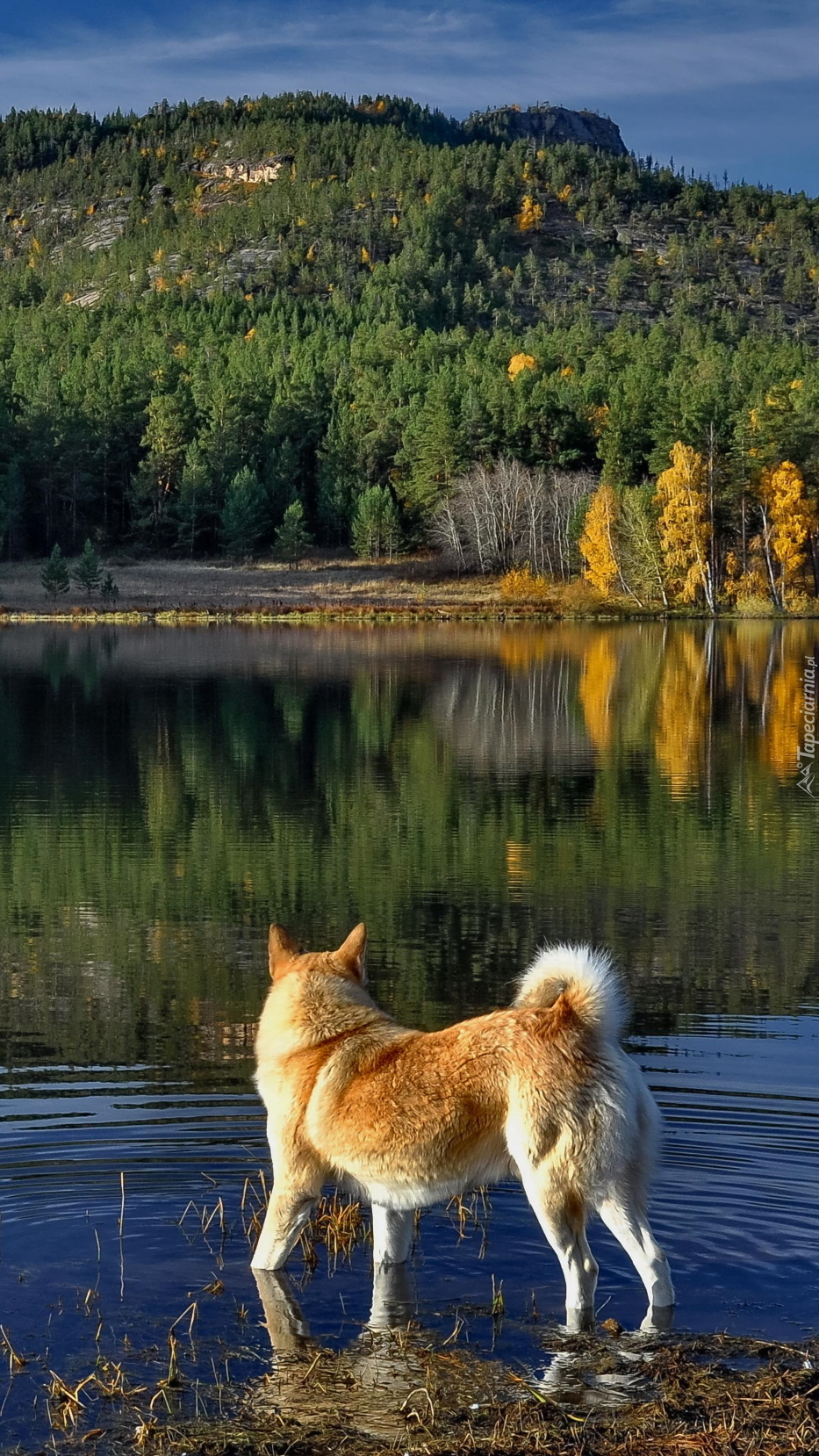 Pies na brzegu jeziora