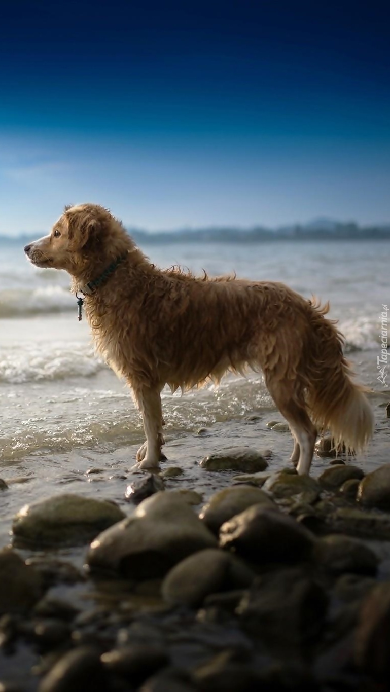 Pies na brzegu morza