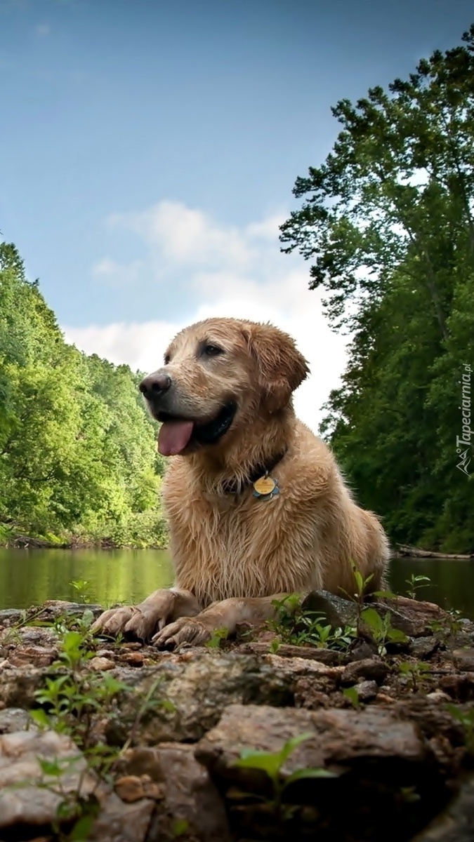 Pies na brzegu rzeki