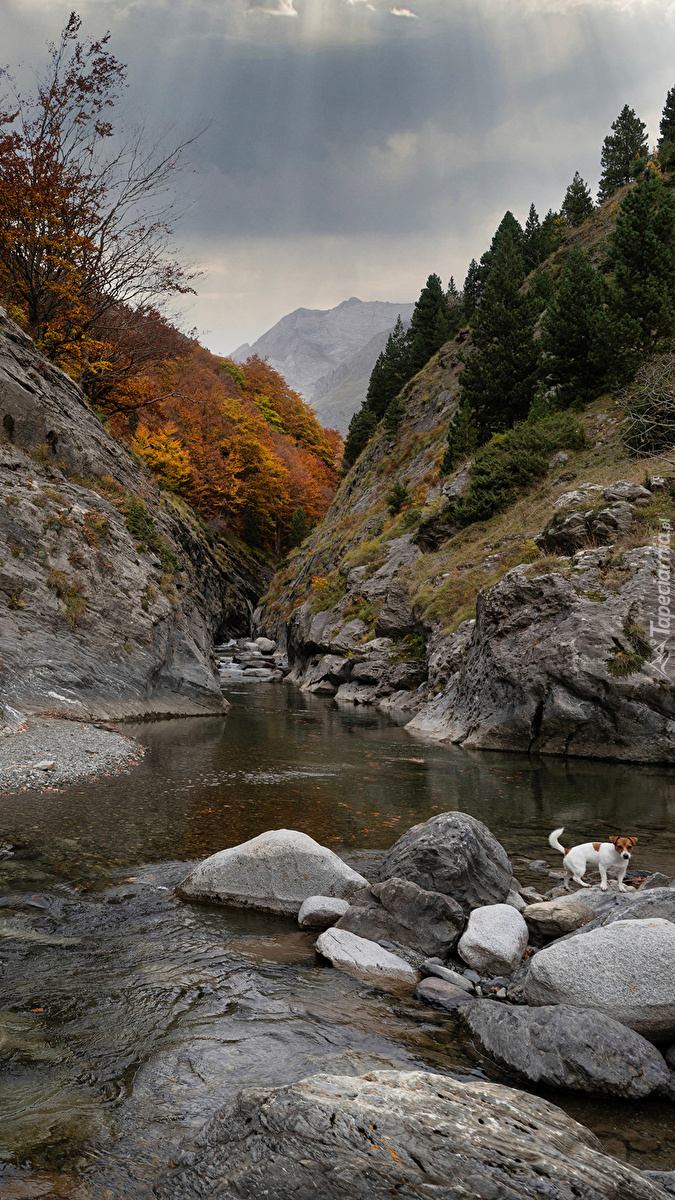 Pies na kamieniach nad górską rzeką