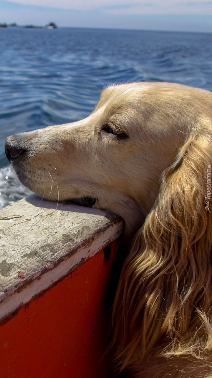 Pies na łodzi