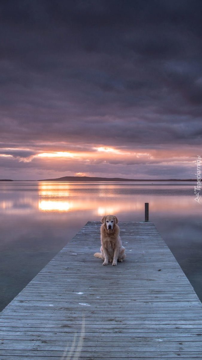 Pies na molo o zachodzie słońca