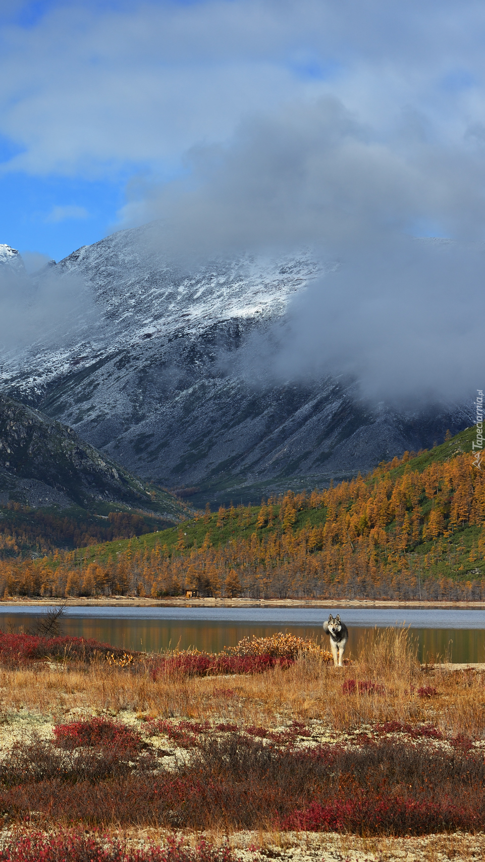 Pies nad jeziorem Jack London Lake