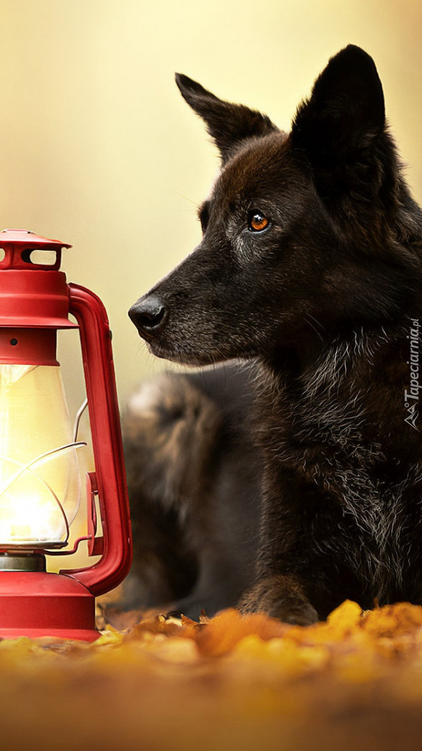 Pies obok czerwonej lampy