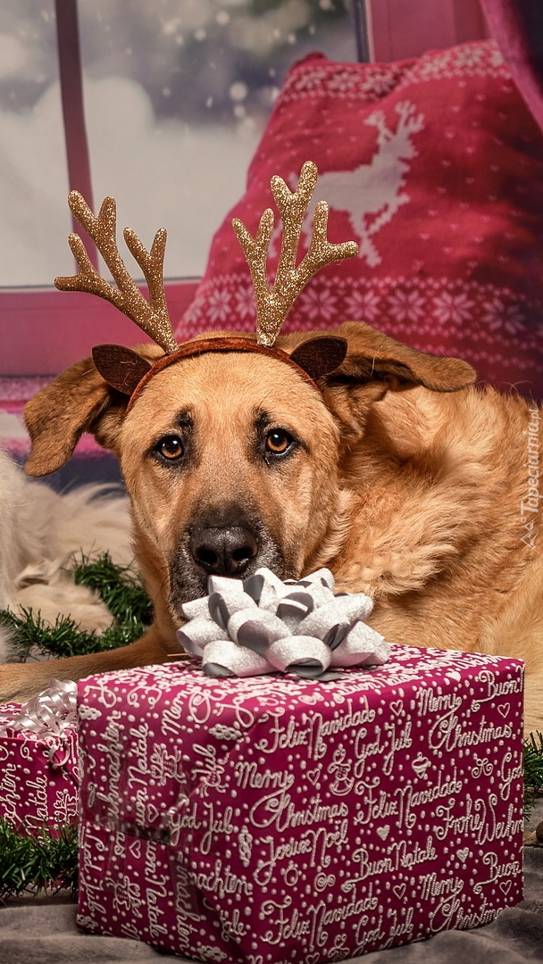 Pies obok prezentów