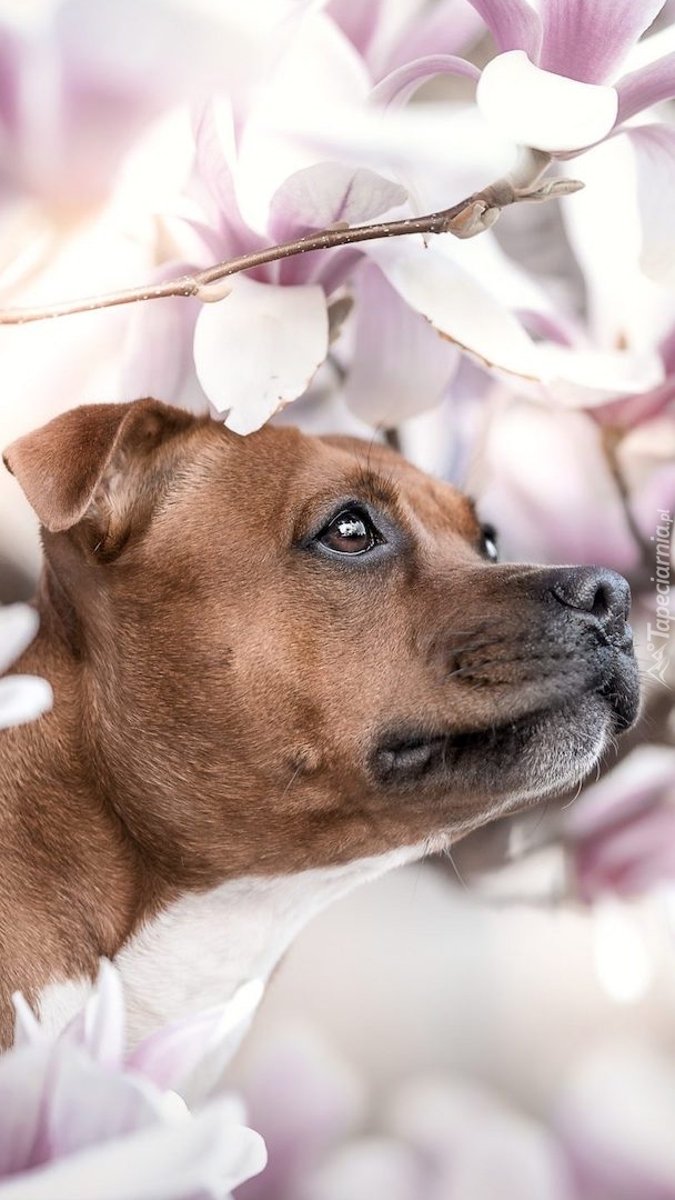 Pies pod gałązkami magnolii