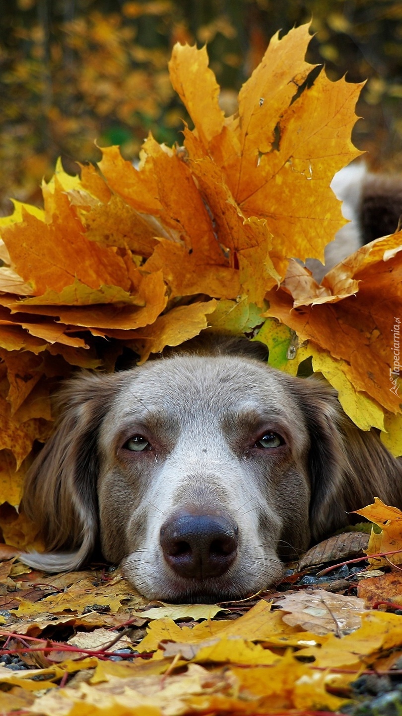 Pies pod jesiennymi liśćmi