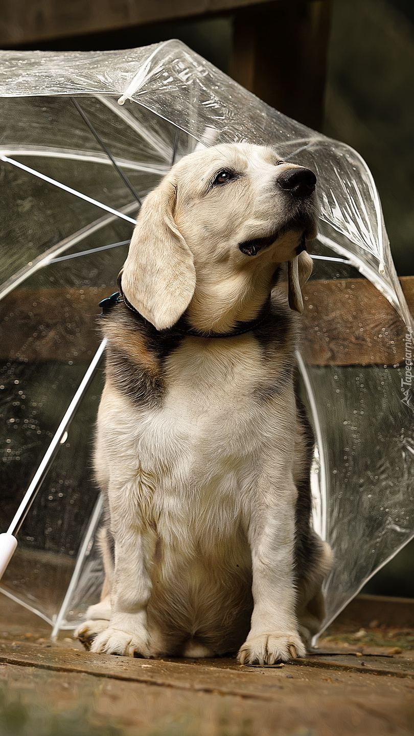 Pies pod parasolem