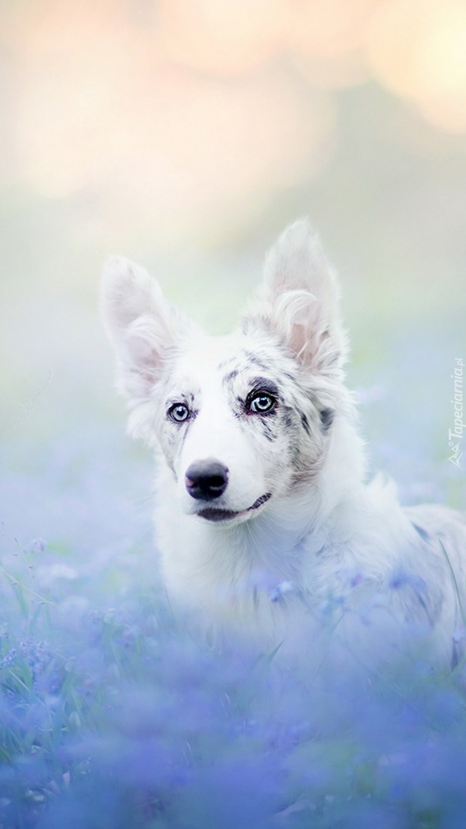 Pies rasy border collie na rozmytym tle