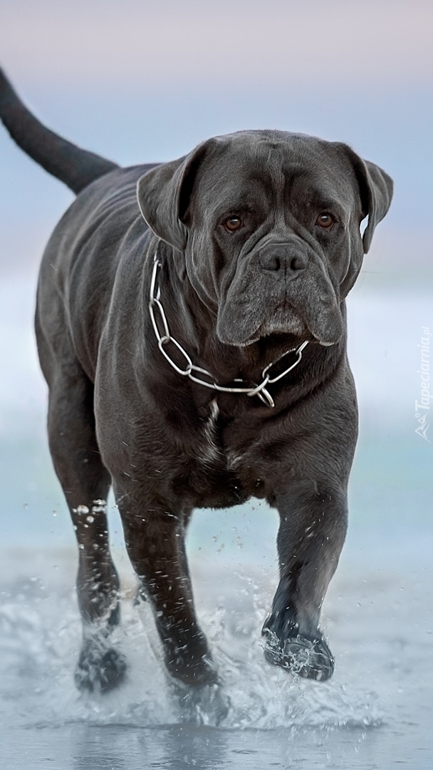 Pies rasy cane corso