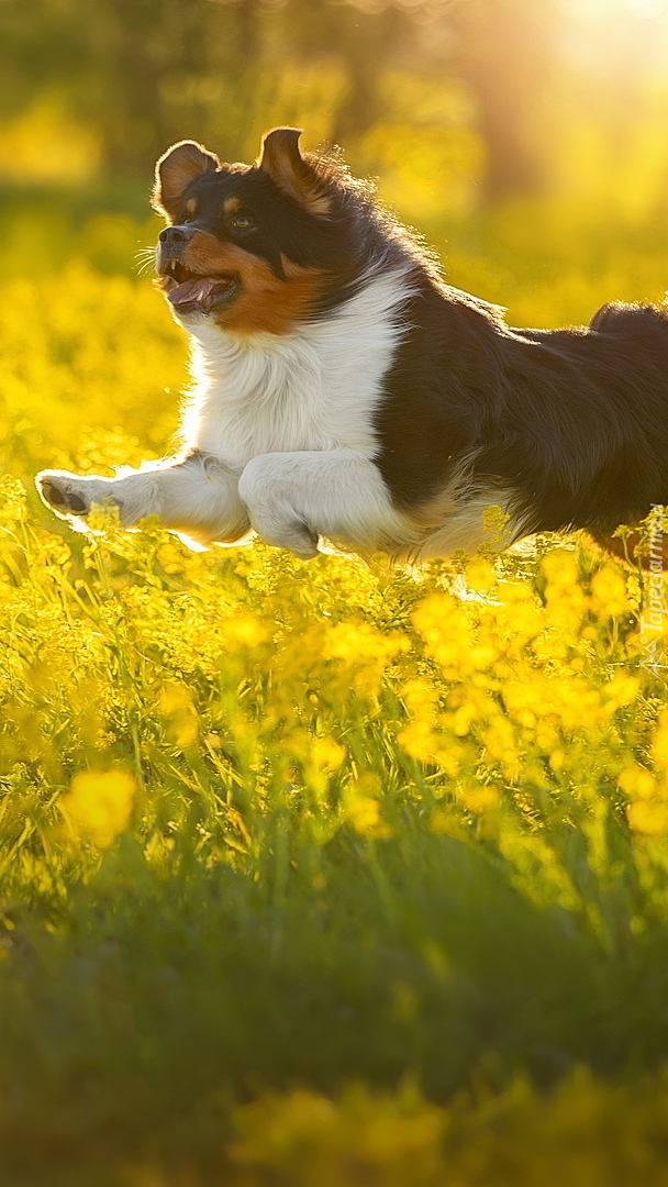 Pies skaczący nad żółtymi kwiatami