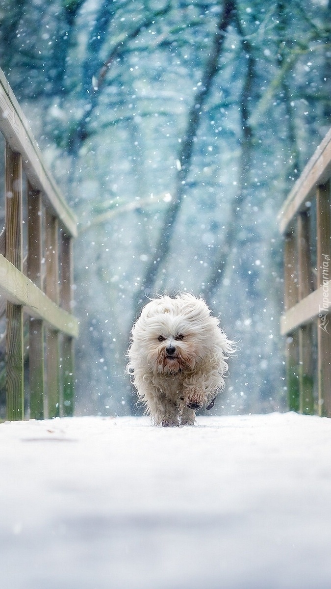 Pies uciekający przed zimą