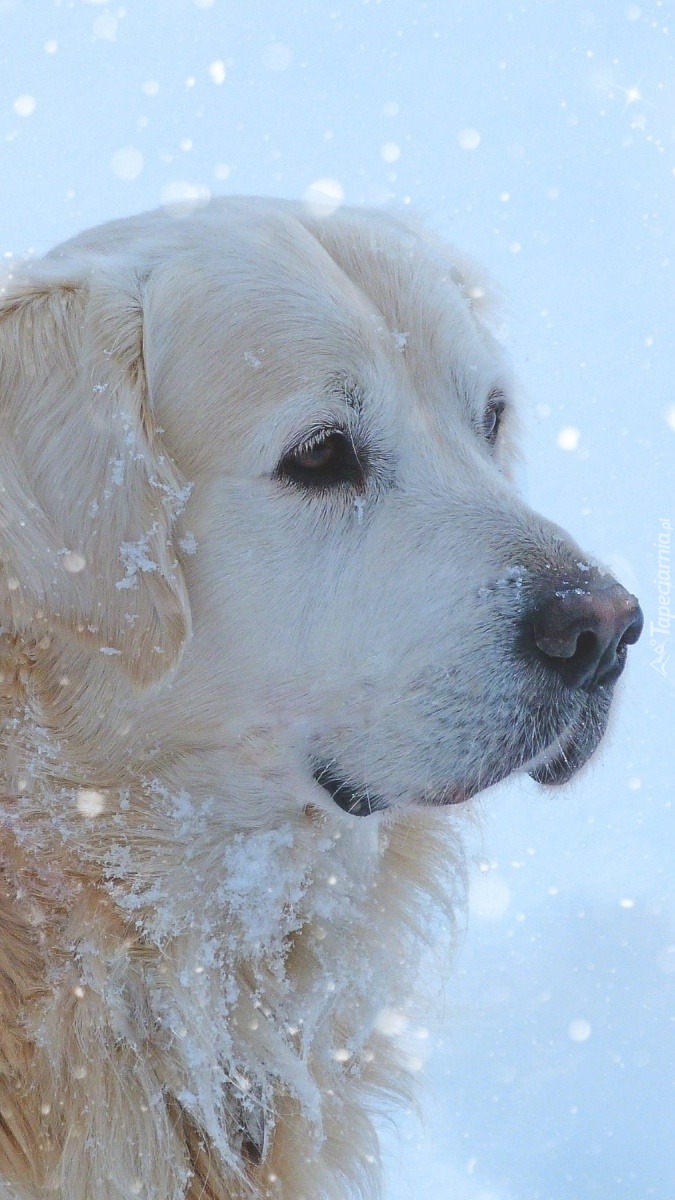 Pies uwielbiający śnieg