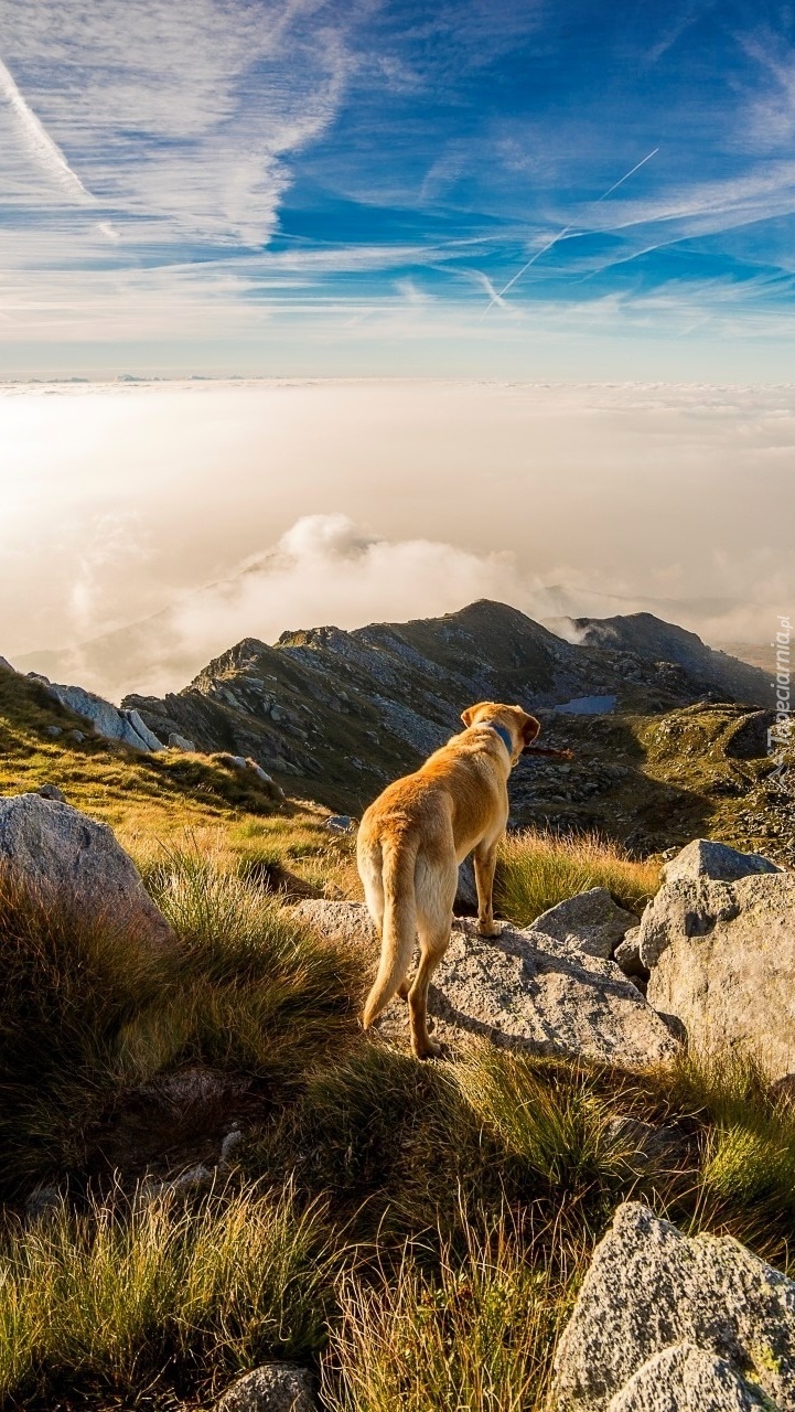 Pies w górach na skale
