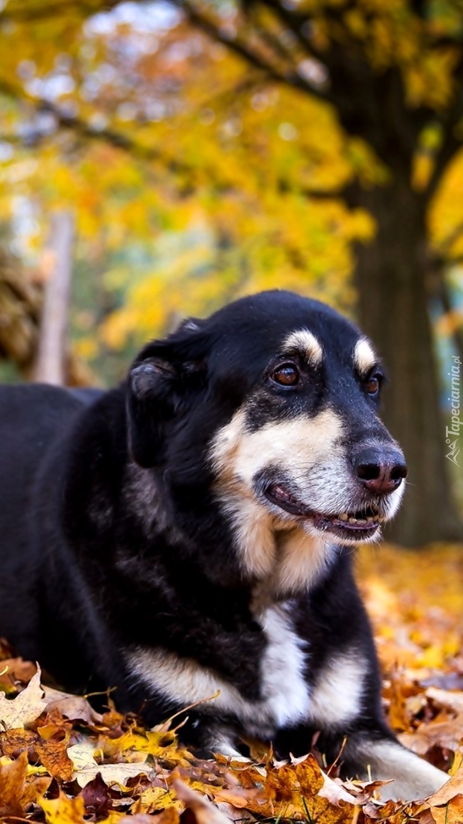 Pies w jesiennych liściach