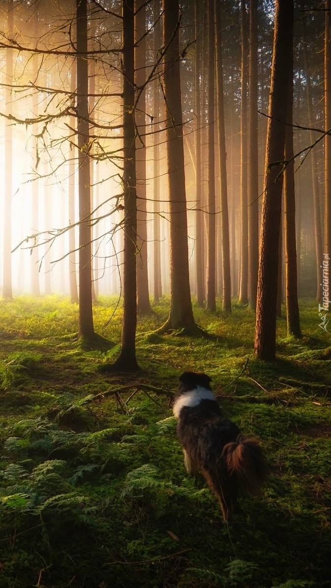 Pies w słonecznym lesie