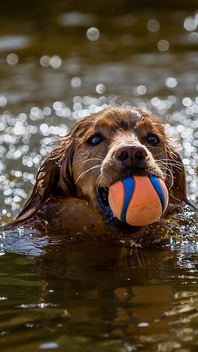 Pies w wodzie z piłką w mordce