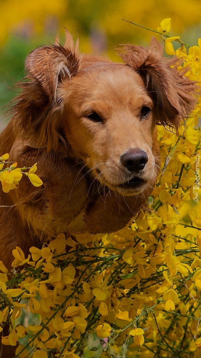 Pies w żółtych kwiatach