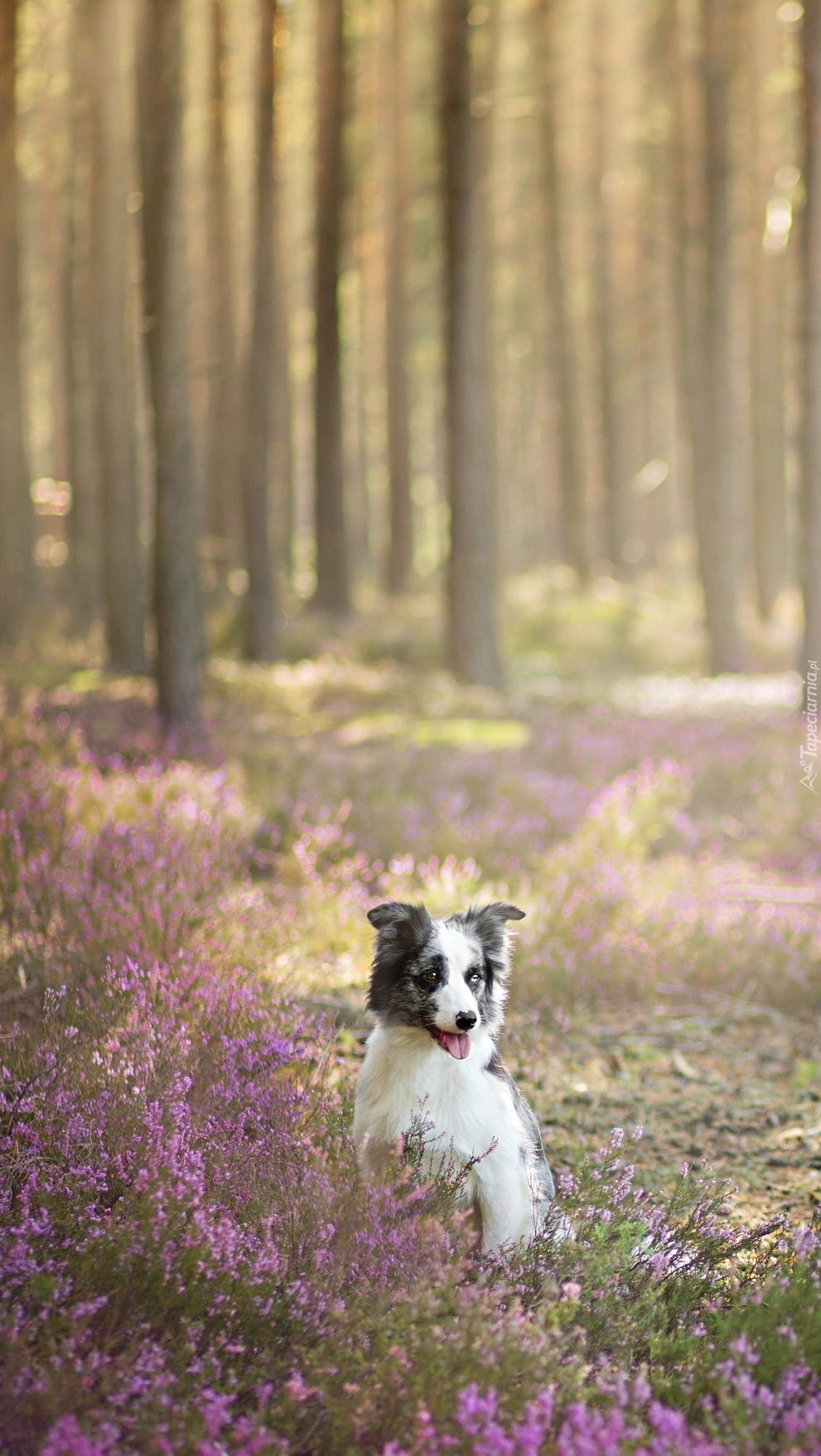 Pies we wrzosach na leśnej polanie