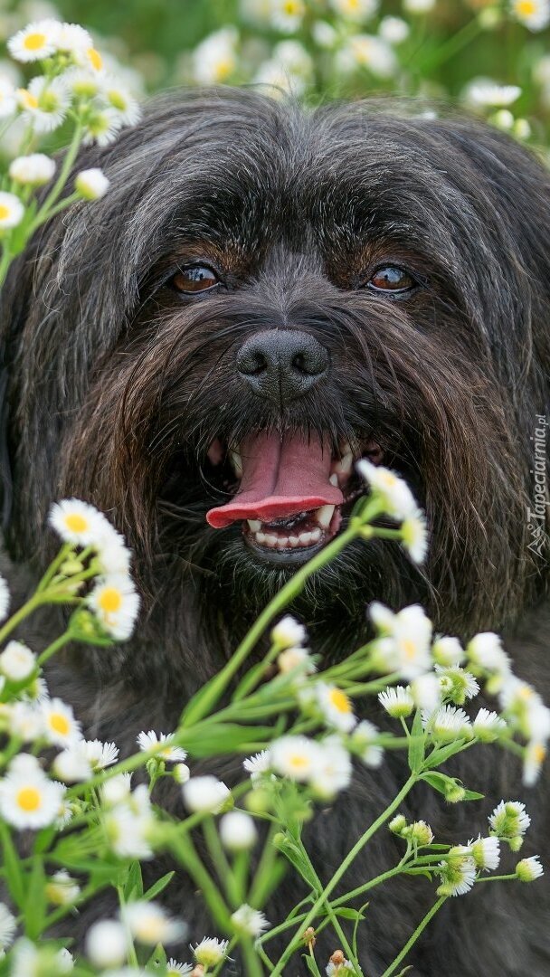 Pies wśród kwiatów na łące