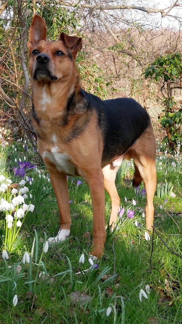 Pies wśród wiosennych kwiatów