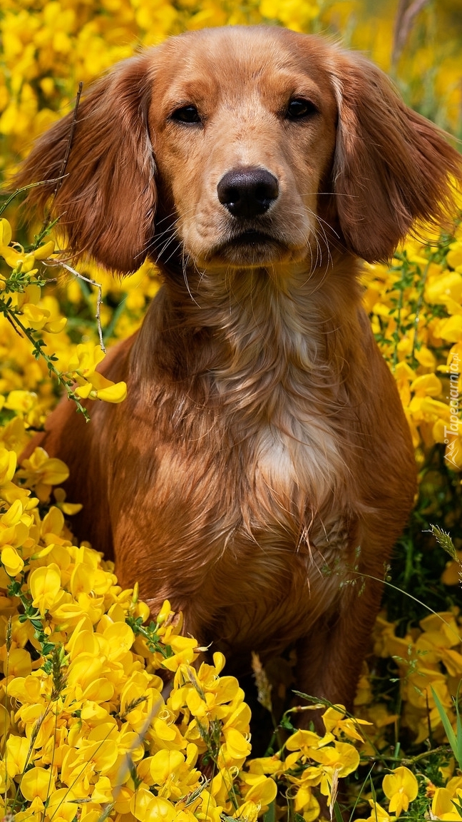 Pies wśród żółtych kwiatów