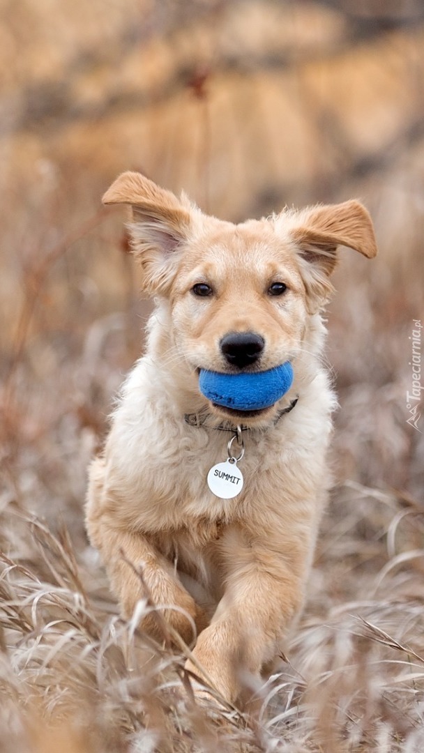 Pies z niebieską piłką w pysku