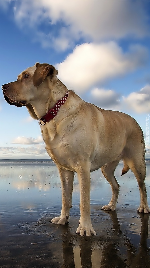 Pies z obrożą stojący w wodzie