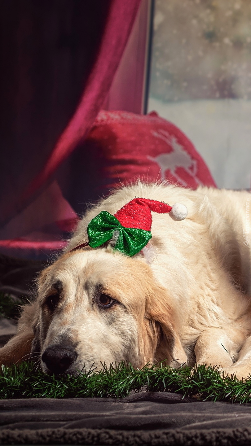 Pies z ozdobą świąteczną na obroży