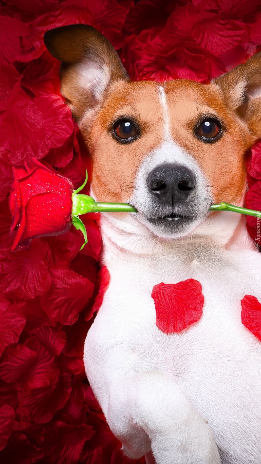 Pies z różą w zębach