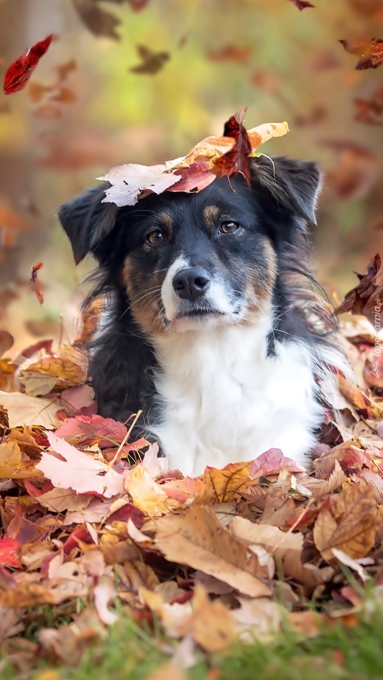 Pies zasypany jesiennymi liśćmi