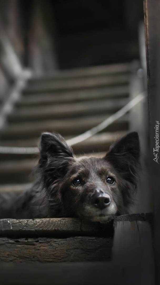 Piesek leżący na schodach