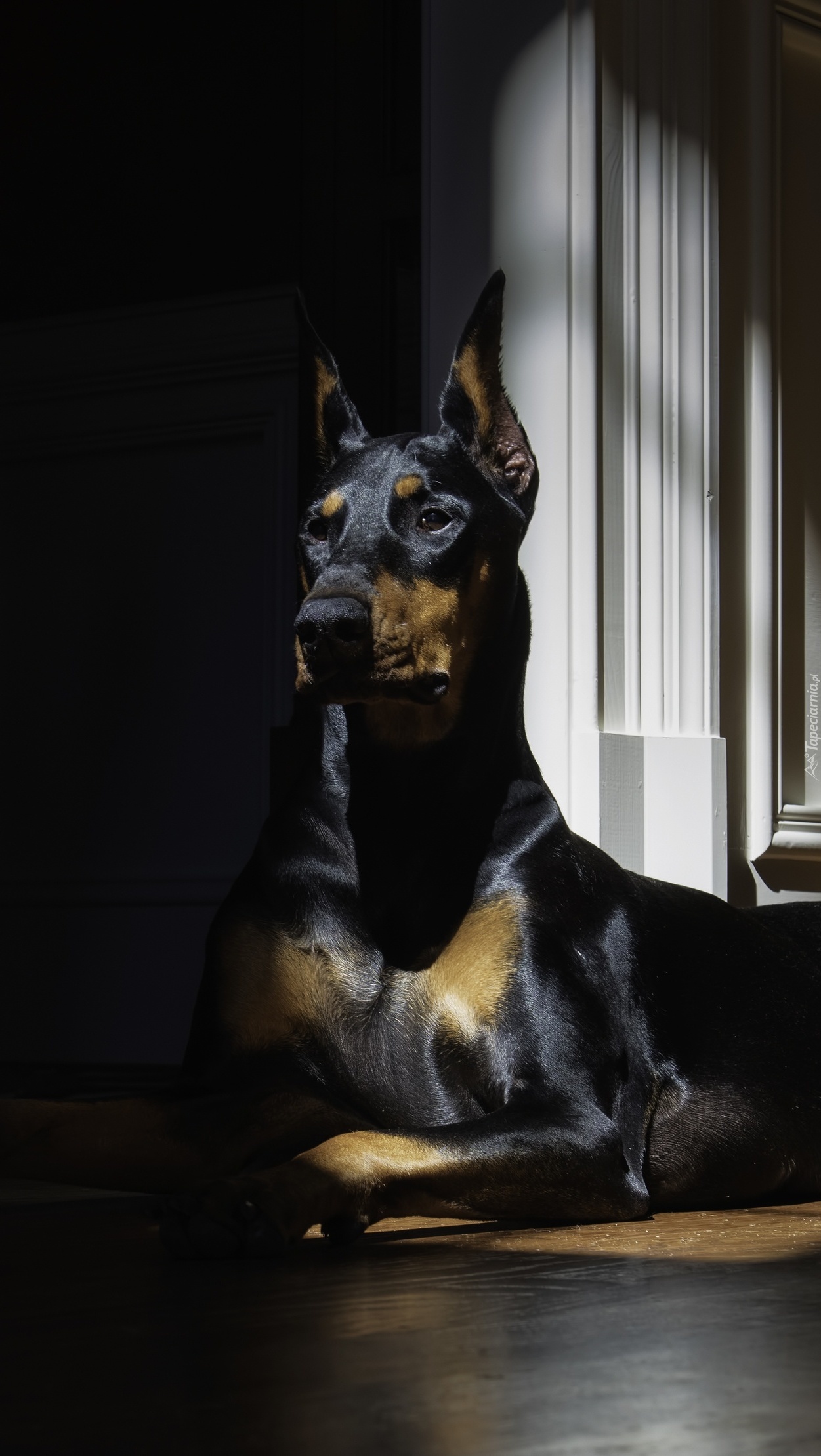 Pilnujący doberman