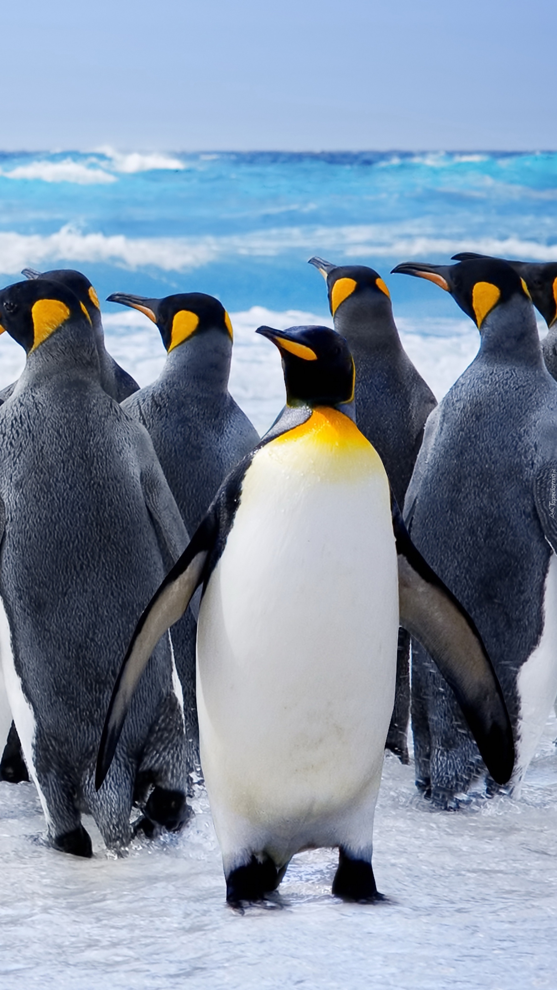 Pingwiny spacerujące po plaży