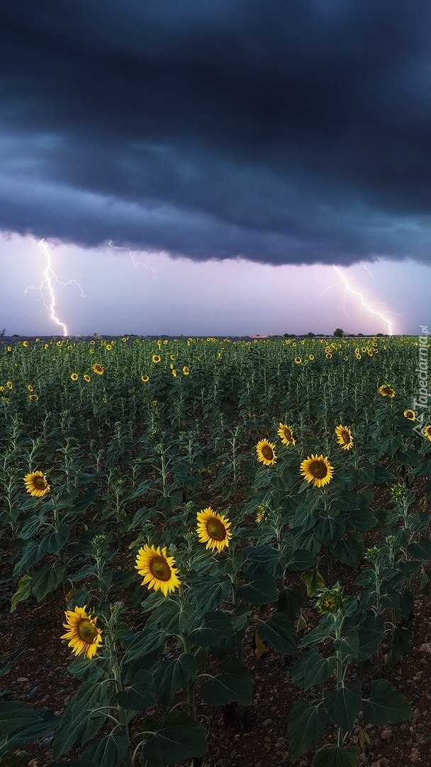 Pioruny nad polem słoneczników