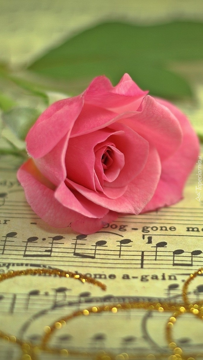 Piszę piosenkę o róży