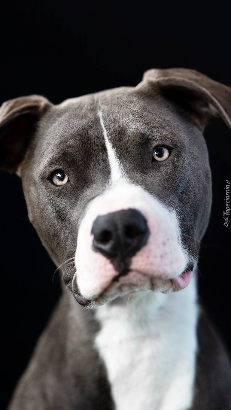 Pit Bull Terrier w białym krawacie