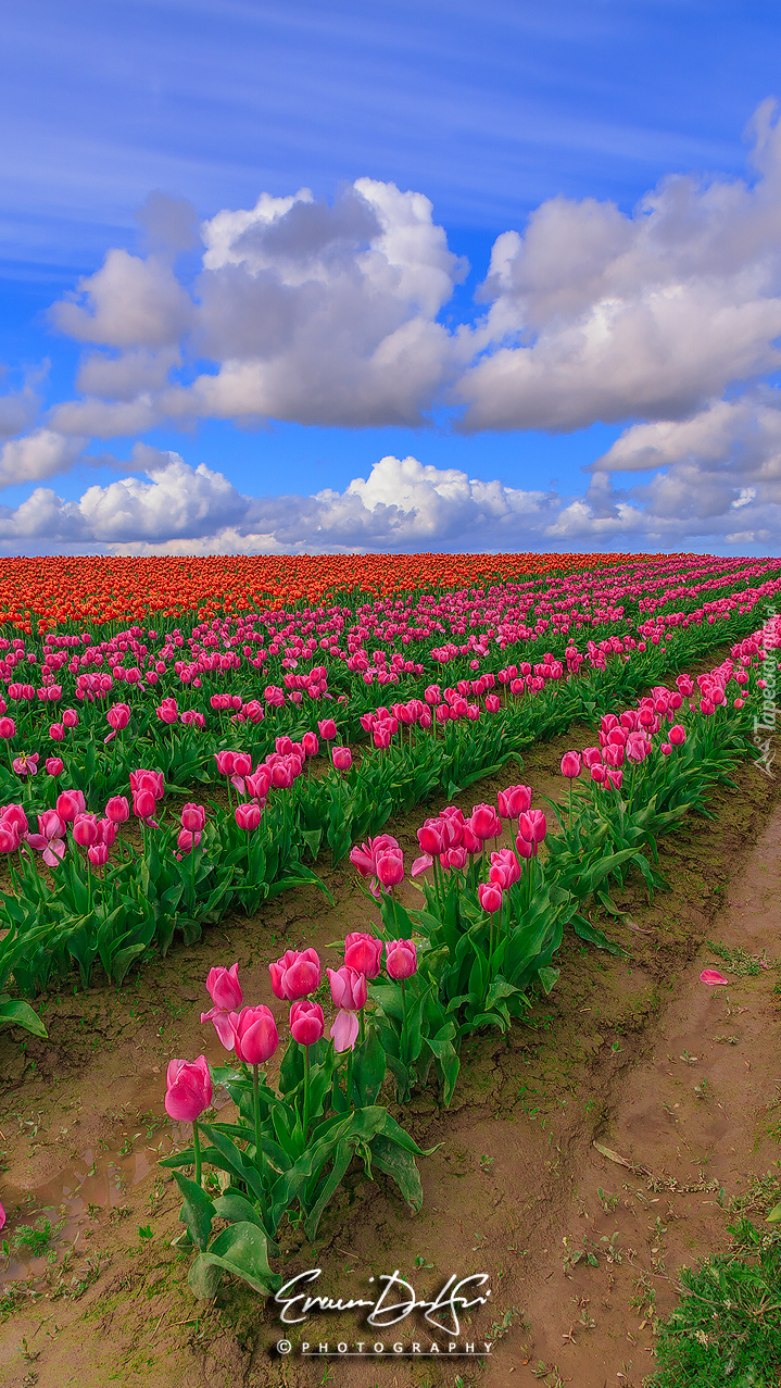 Plantacja czerwonych i różowych tulipanów