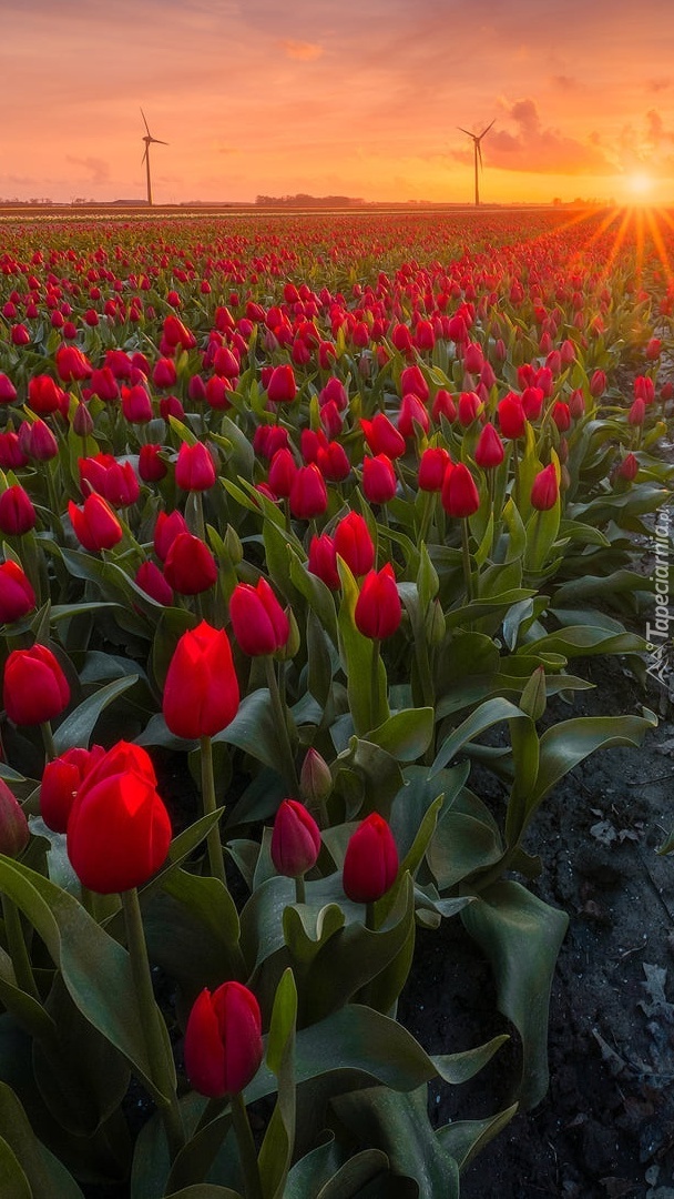 Plantacja czerwonych tulipanów