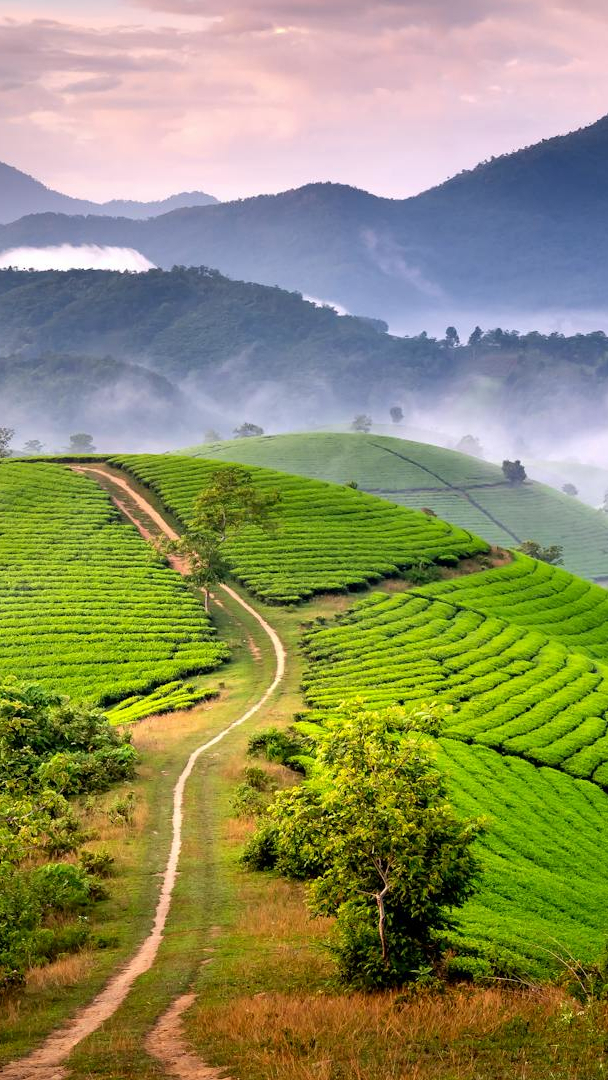 Plantacja herbaty Long Coc Tea Hill i góry w Wietnamie