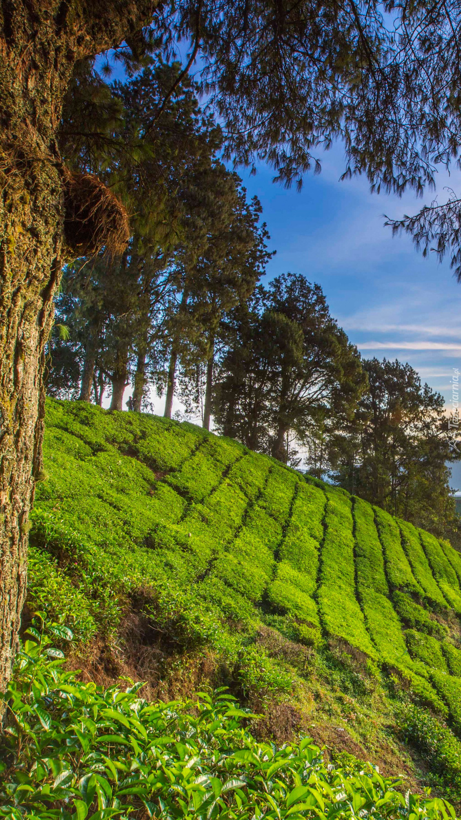 Plantacja herbaty w Malezji