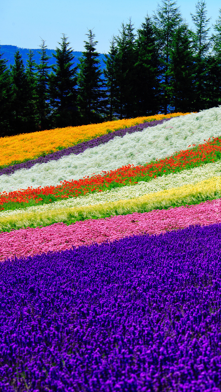 Plantacja kwiatów Tomita Farm w Japonii