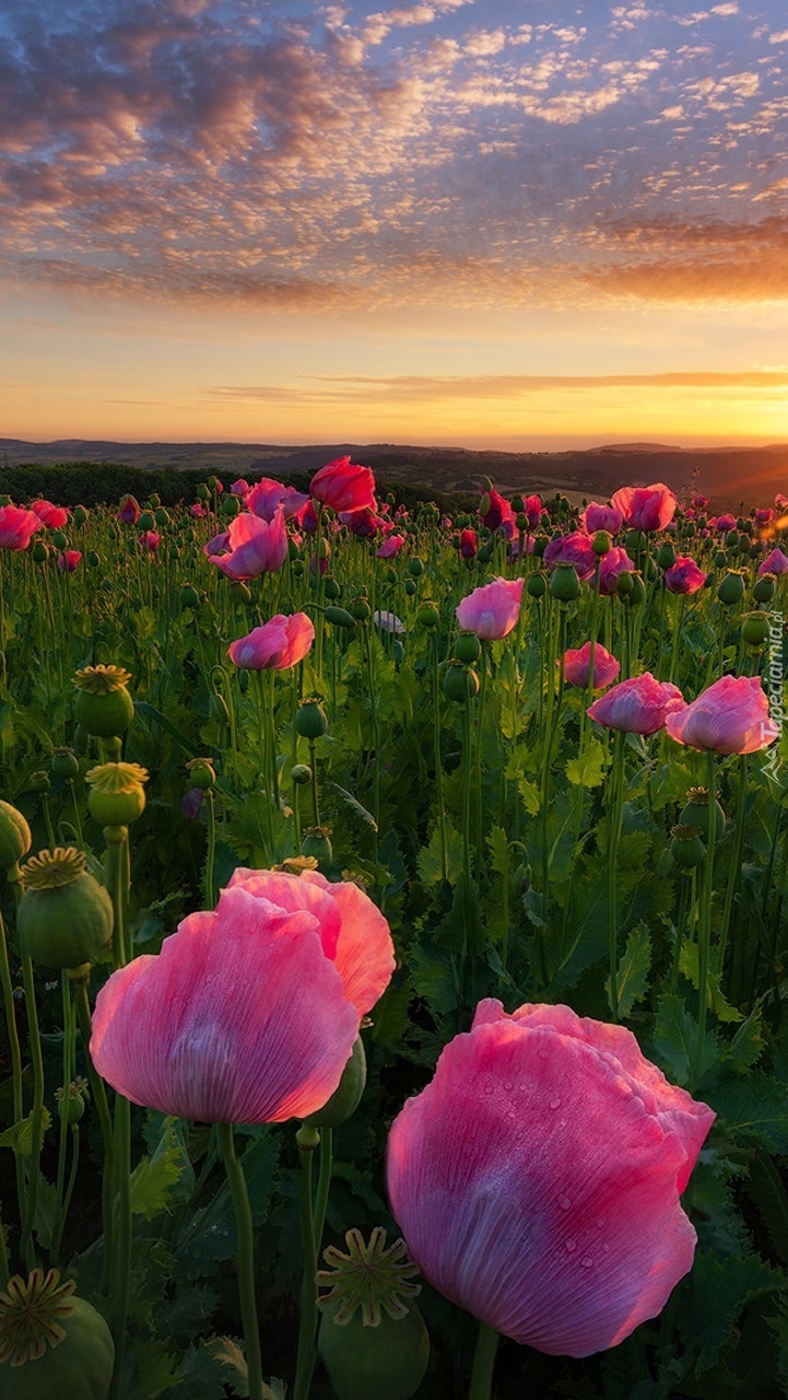 Plantacja różowych maków w promieniach słońca