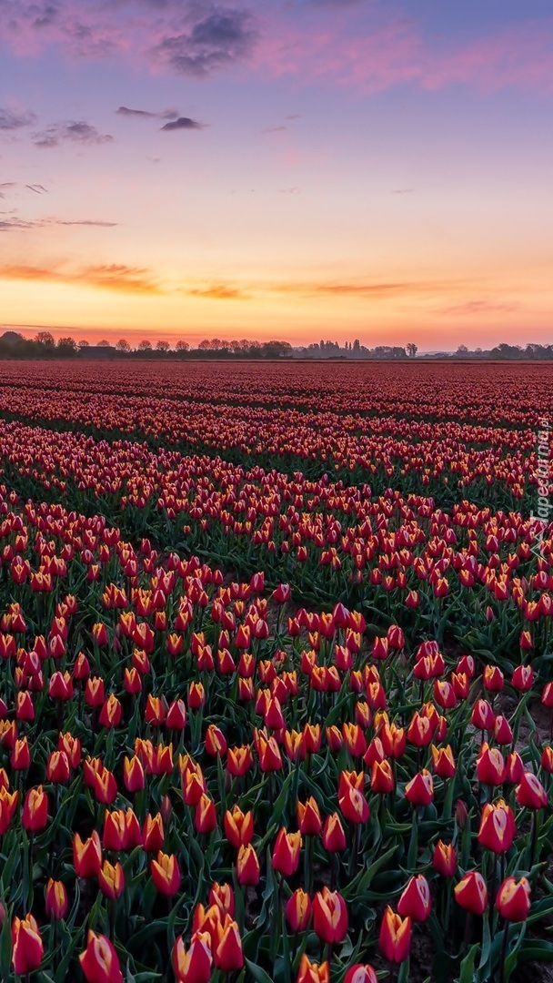 Plantacja tulipanów