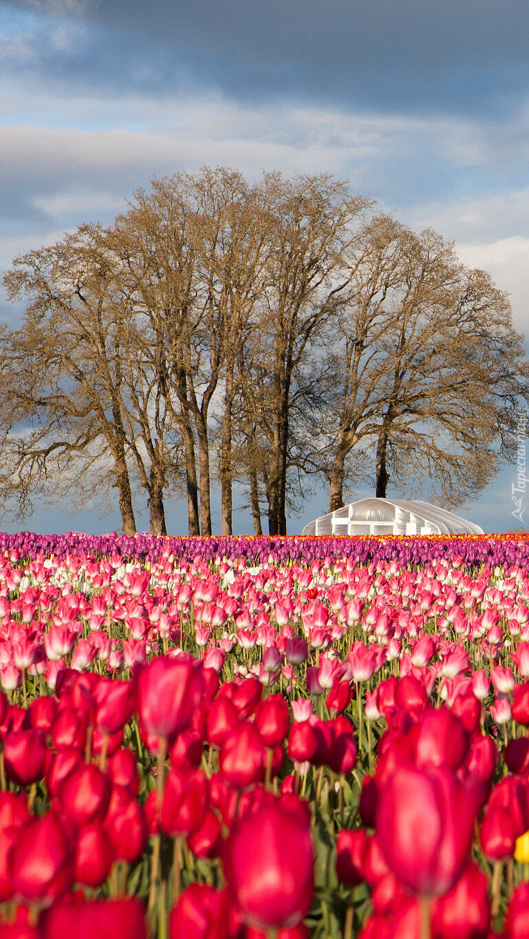 Plantacja tulipanów